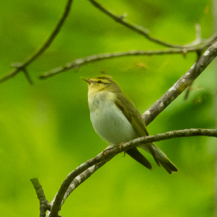 Wood warbler