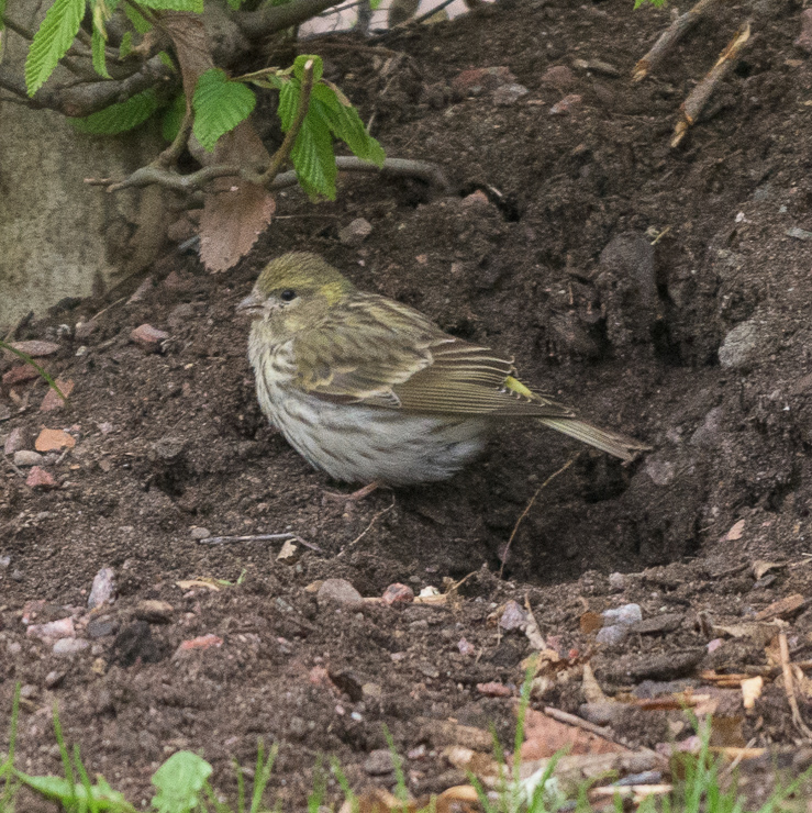 European serin