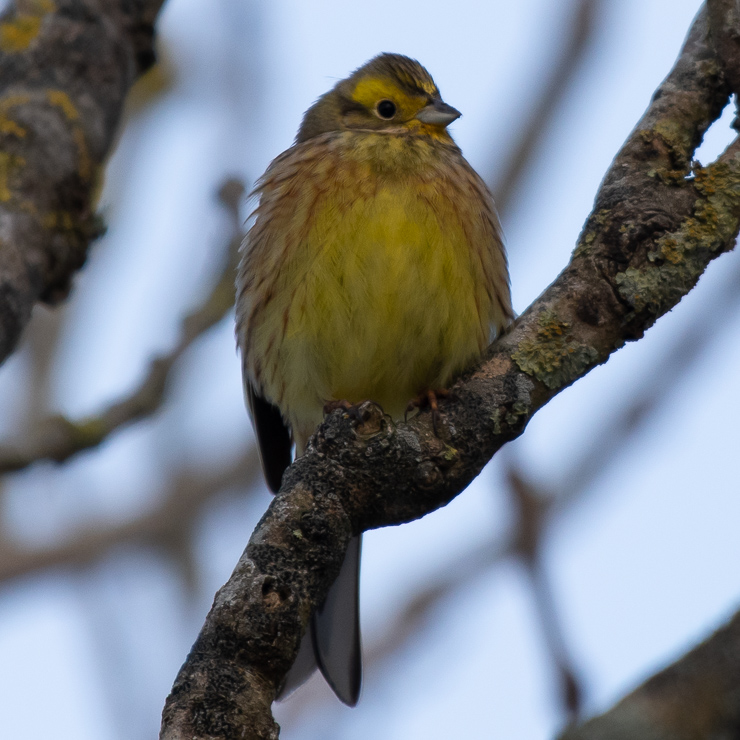 Yellowhammer