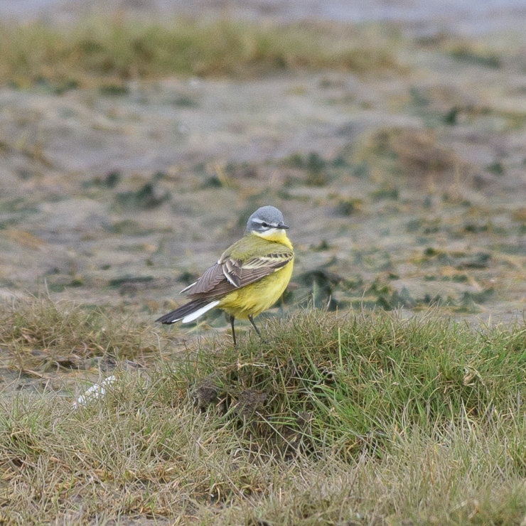 Western yellow wagtail