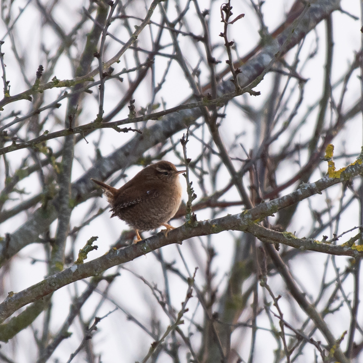 Eurasian wren