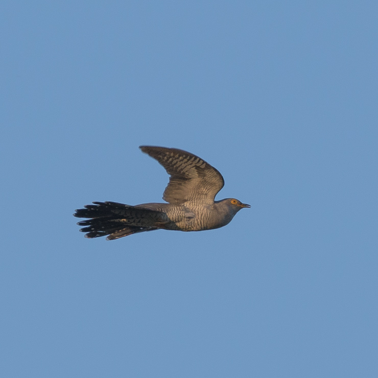 Common cuckoo