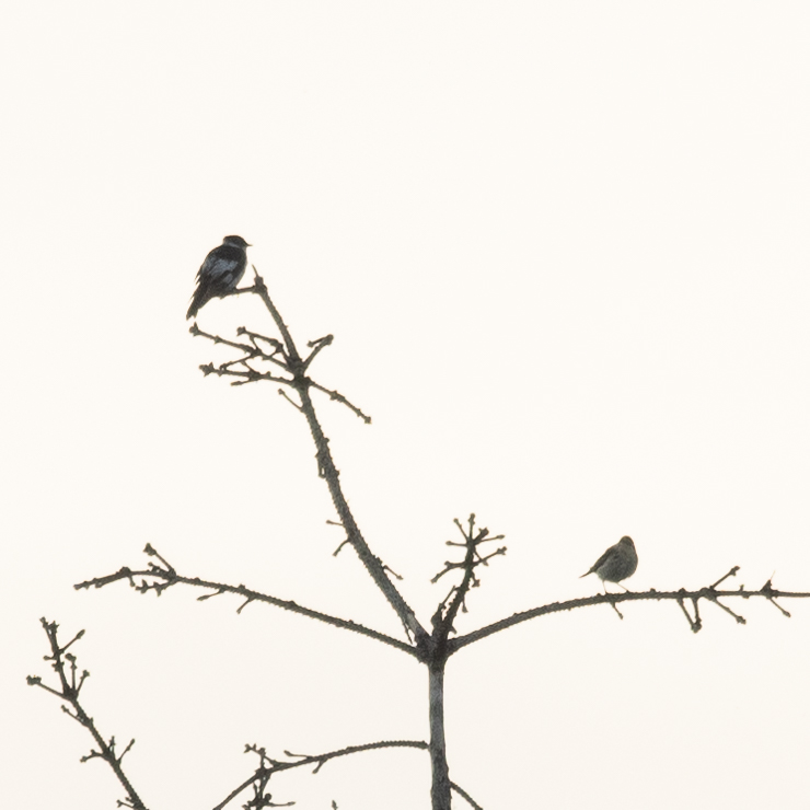 Collared flycatcher