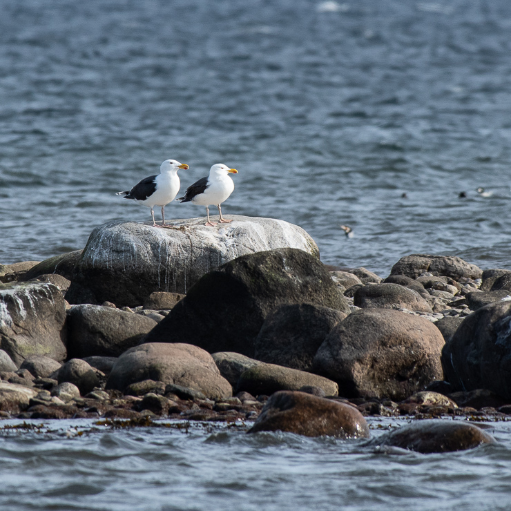 Great black-backed gull