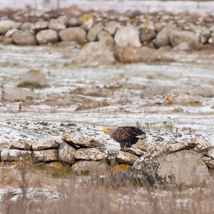 White-tailed eagle
