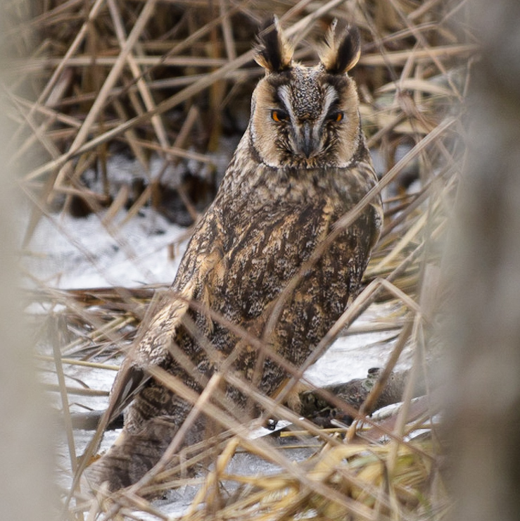 Long-eared owl