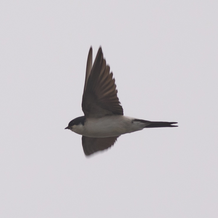 Common house martin