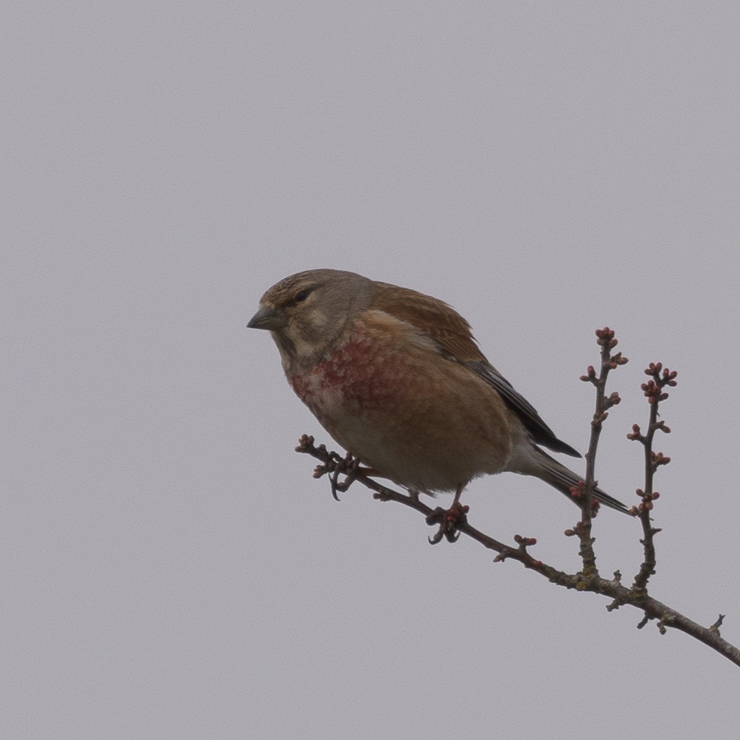 Common linnet