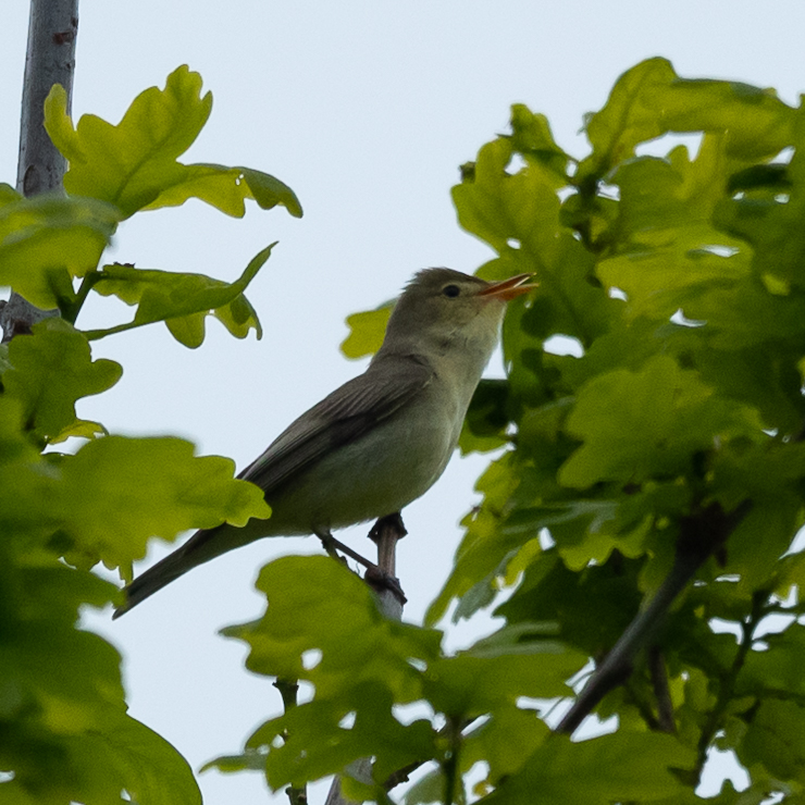 Icterine warbler
