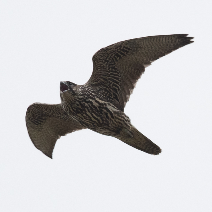 Gyrfalcon