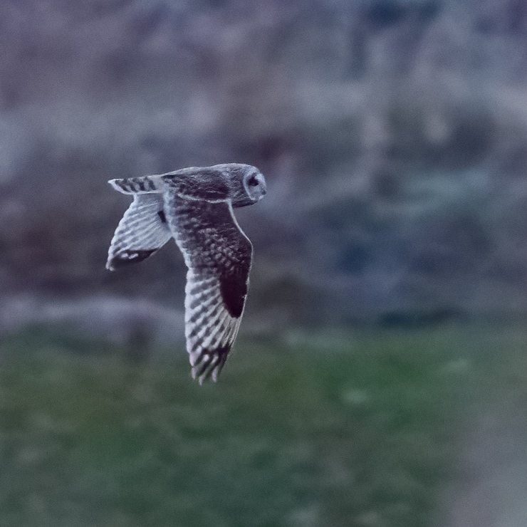 Short-eared owl