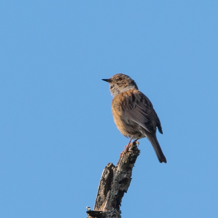 Dunnock