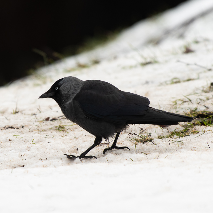 Western jackdaw