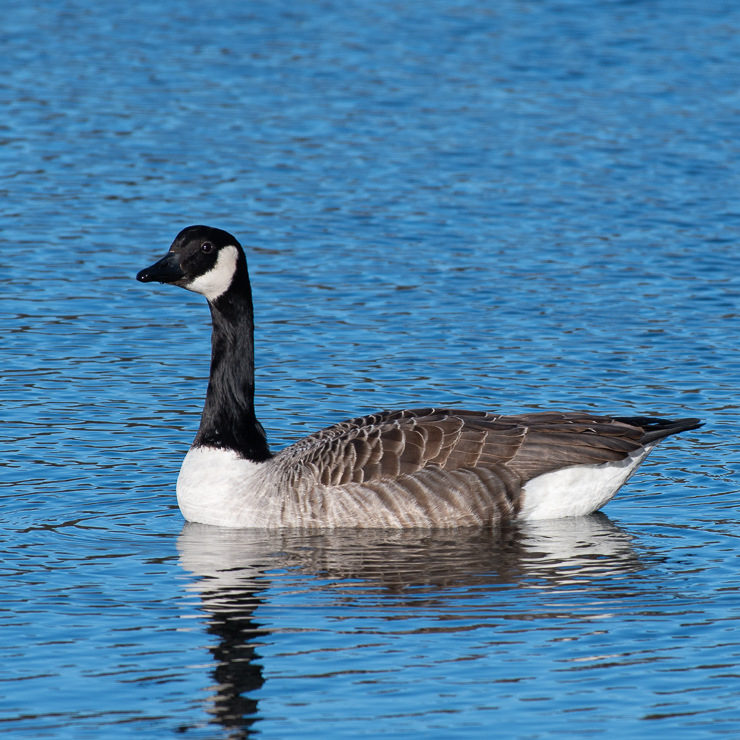Canada goose