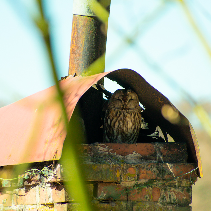 Tawny owl
