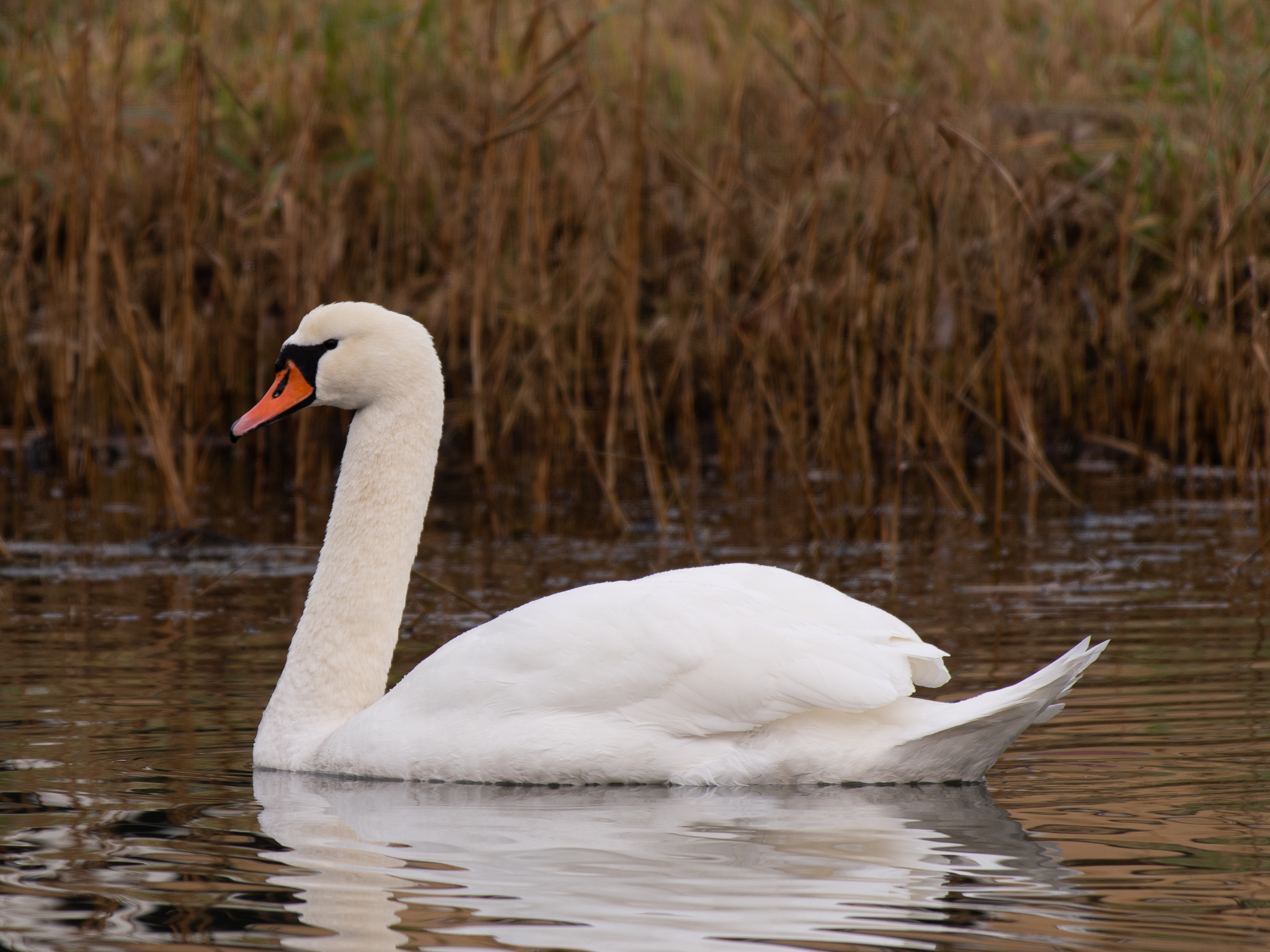 Mute swan
