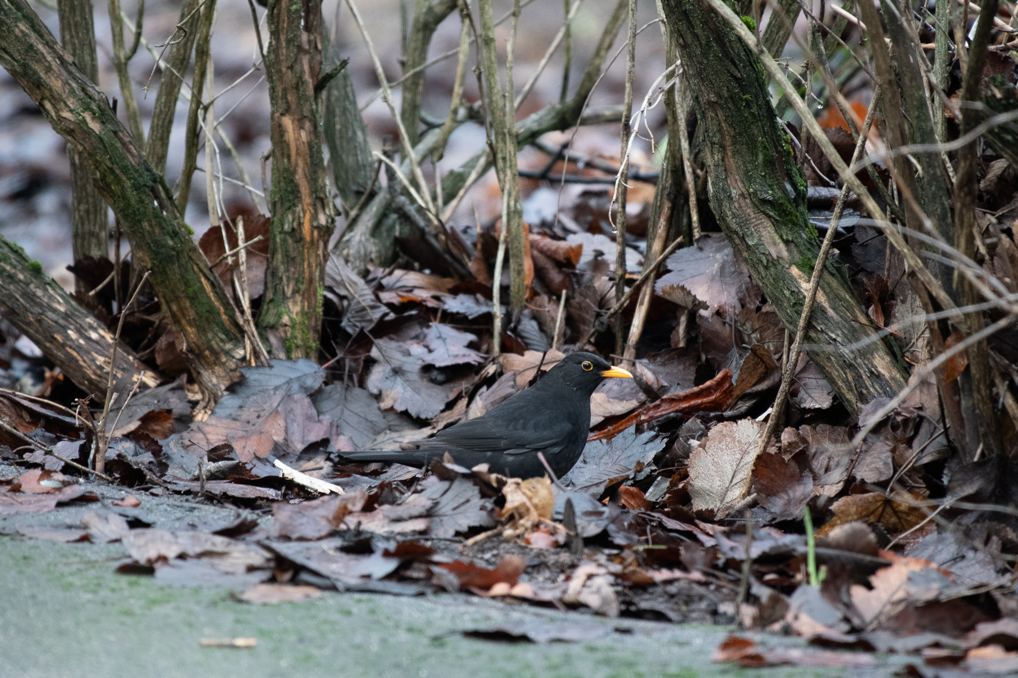 Common blackbird