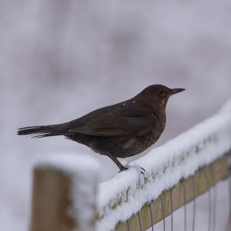 Common blackbird