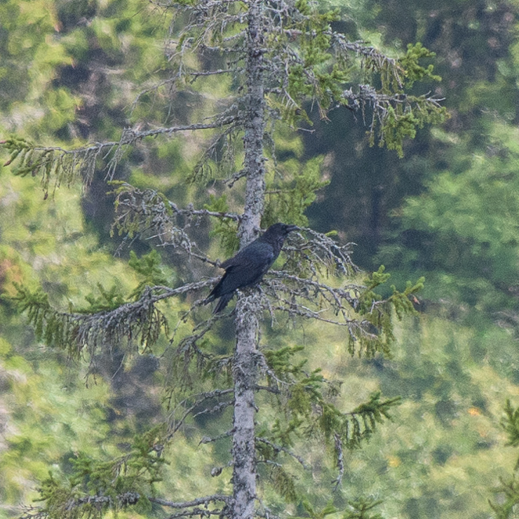 Common raven