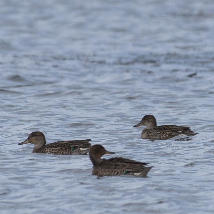 Eurasian teal