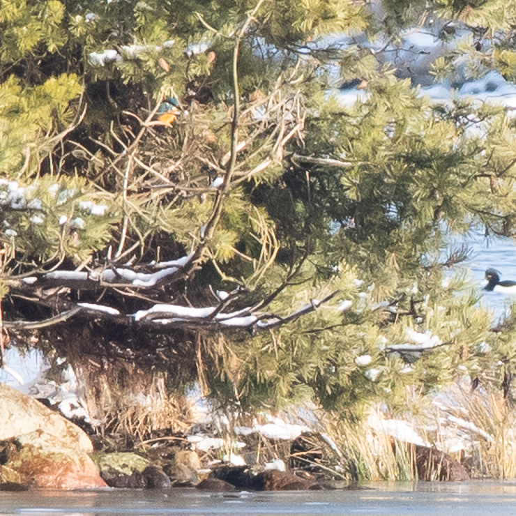 Common kingfisher, hiding in the pine tree