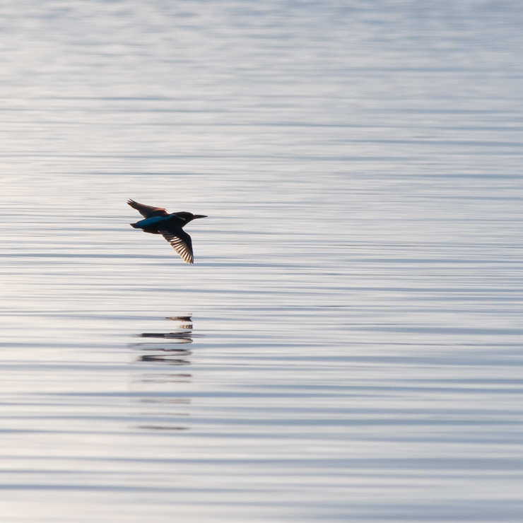 Common kingfisher
