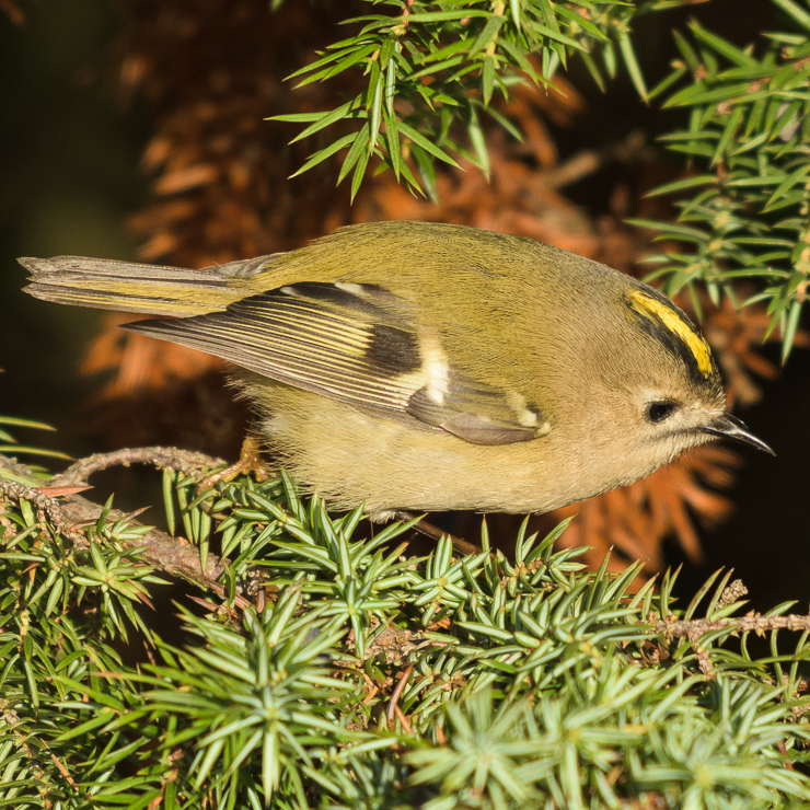 Goldcrest