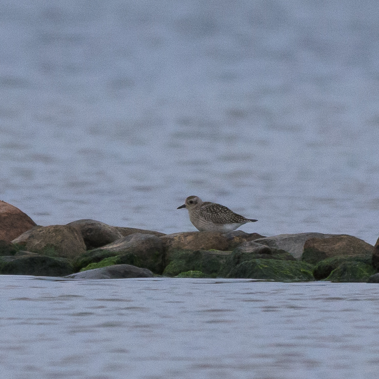 Grey plover
