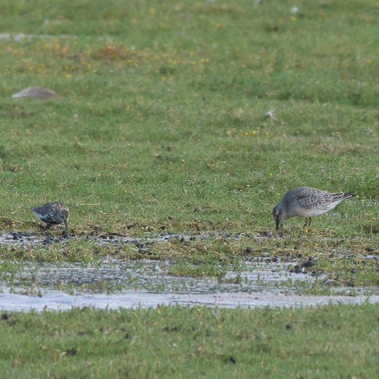Red knot