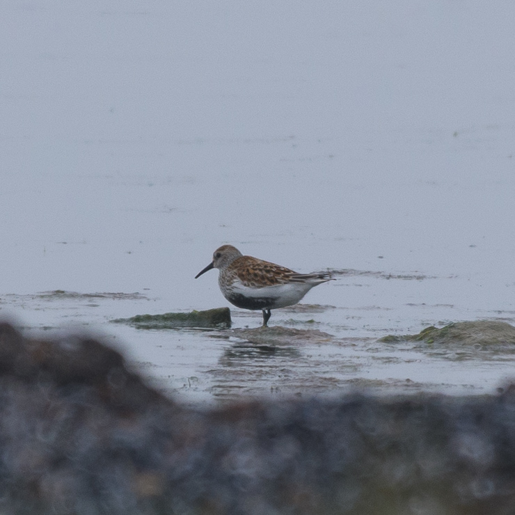 Dunlin