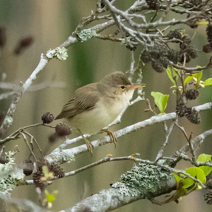 Marsh warbler