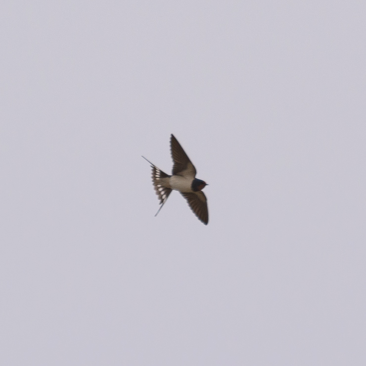 Barn swallow