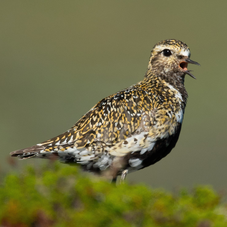 European golden plover