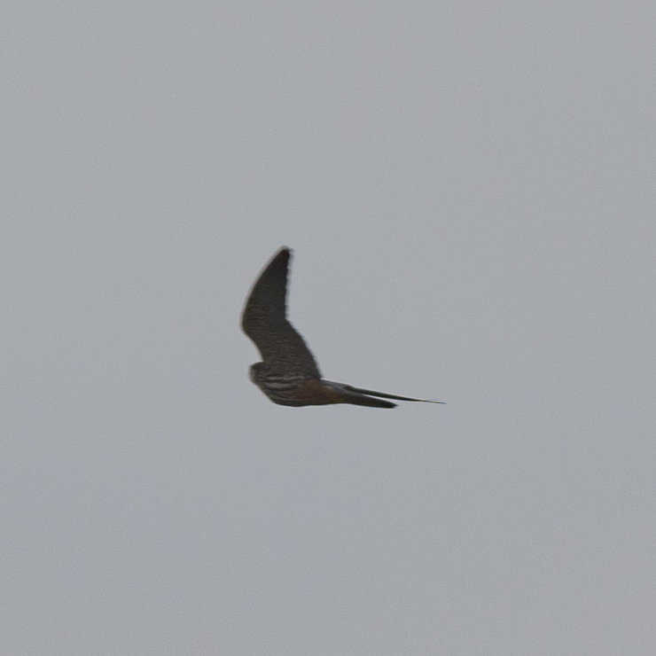 Eurasian hobby