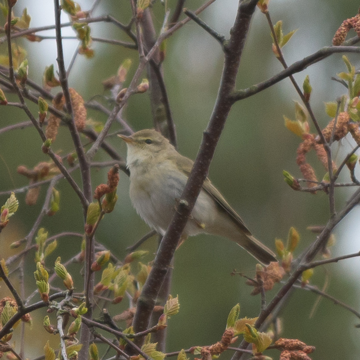 Willow warbler
