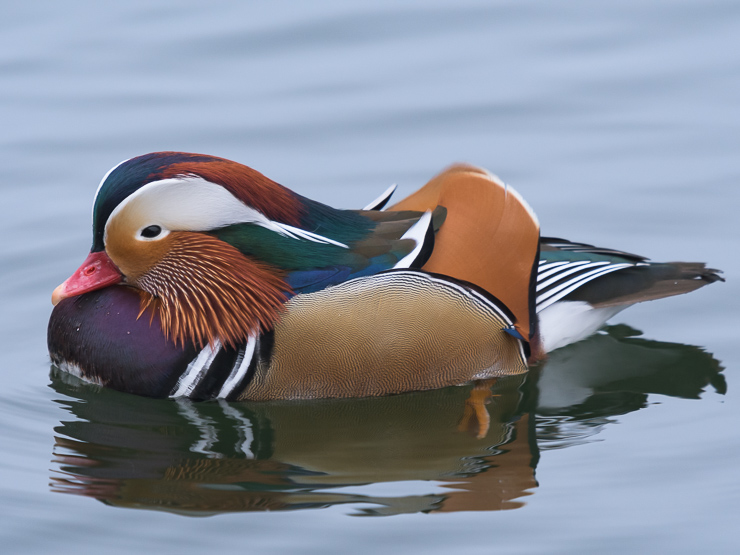 Mandarin duck