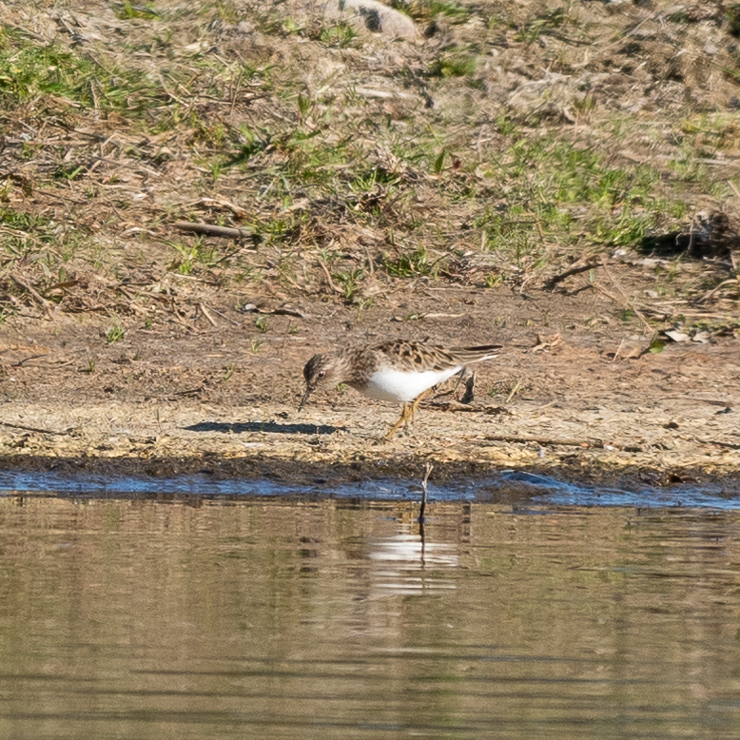 Temminick's Stint