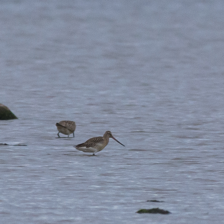 Bar-tailed godwit