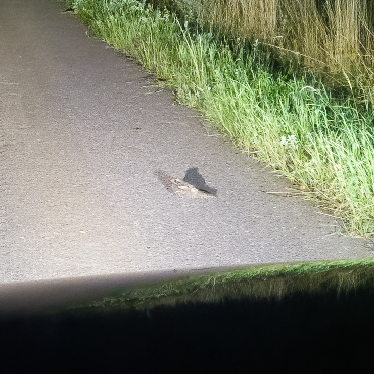 European nightjar