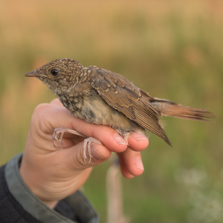 Thrush nightingale - juvenile