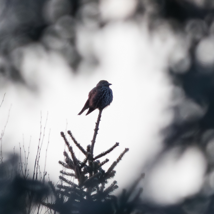 Spotted nutcracker