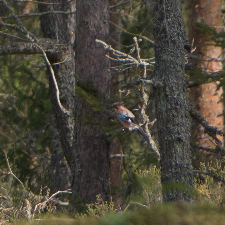 Eurasian jay