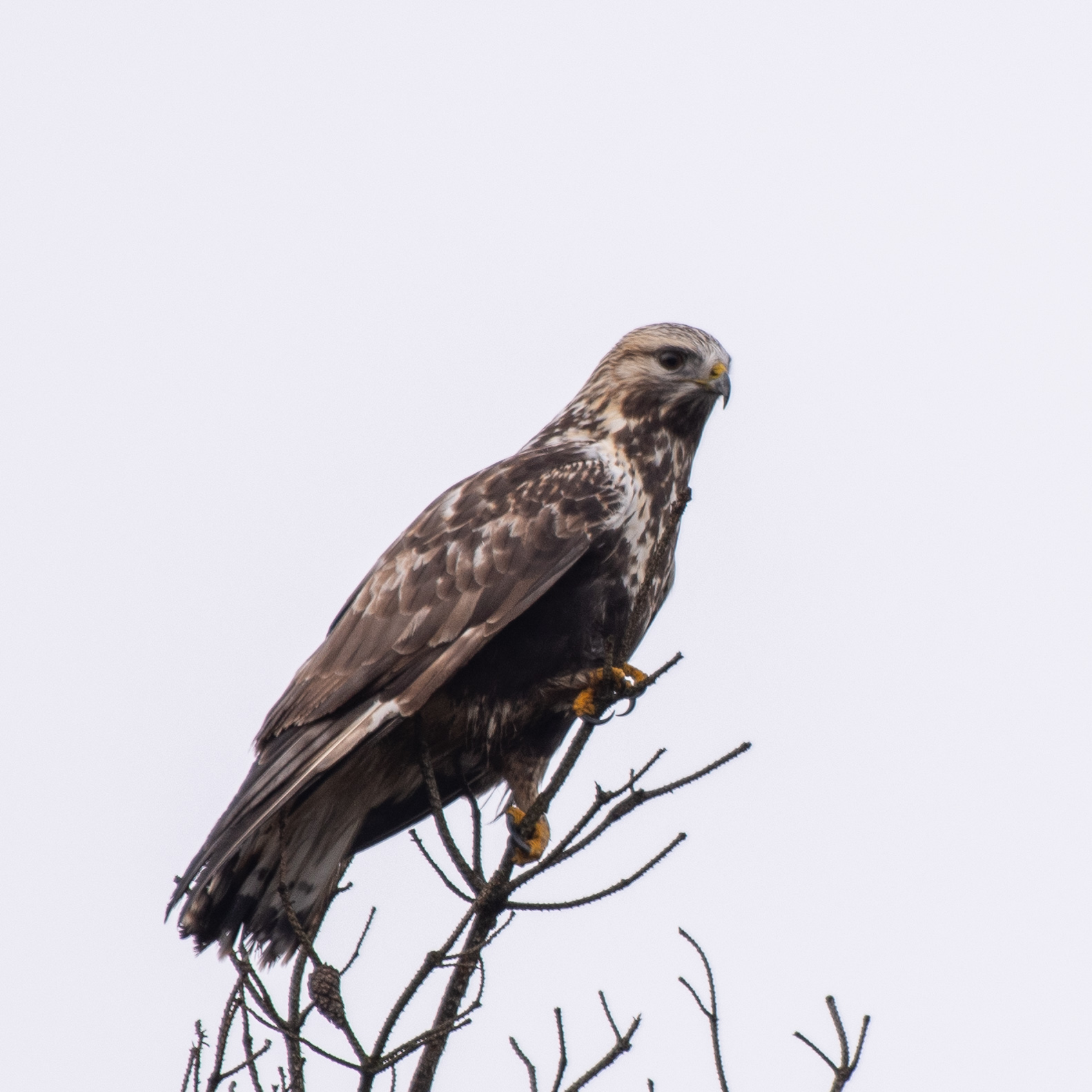 Common buzzard
