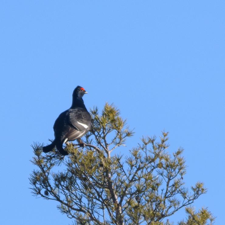 Black grouse