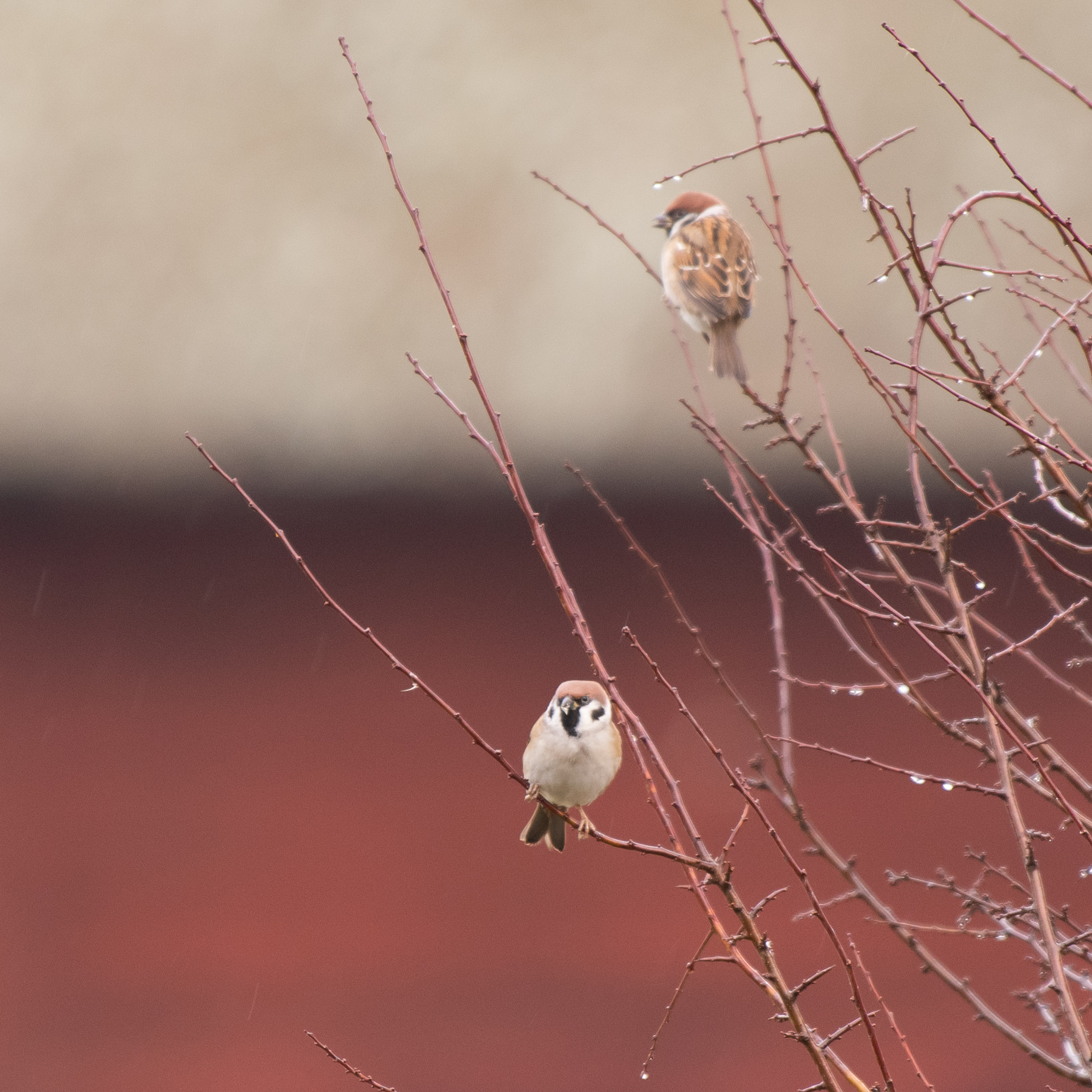 Eurasian tree sparrow