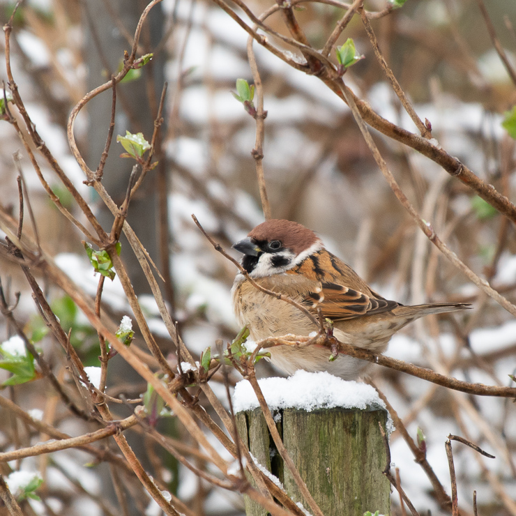 Eurasian tree sparrow