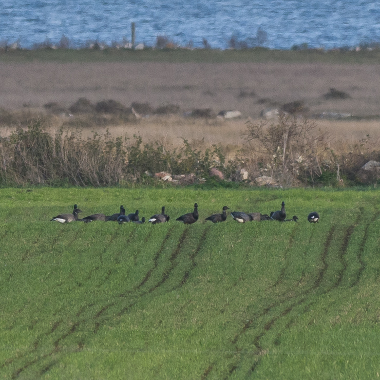 (Dark-bellied) brant