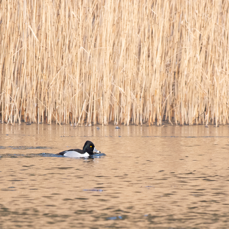 Ring-necked duck