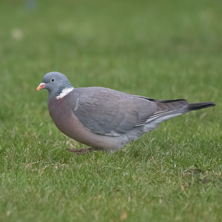 Common wood pigeon