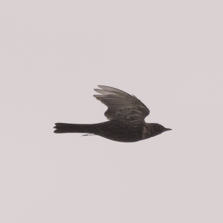Ring ouzel